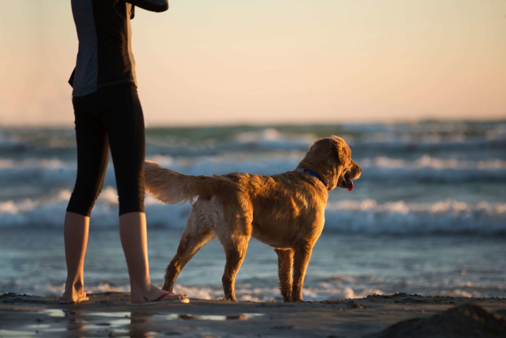 Hypnose et sophrologie à Annecy, deuil de son animal