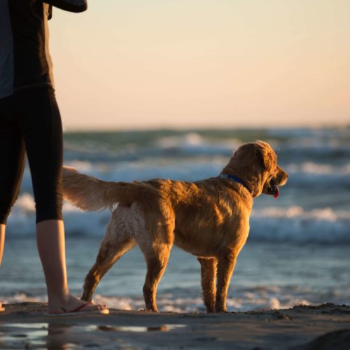 Hypnose et sophrologie à Annecy, deuil de son animal